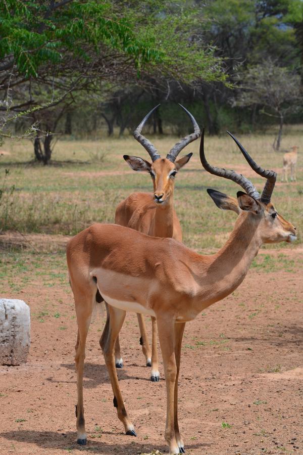 ホテルIthabiseng Guest Farm ベラ・ベラ エクステリア 写真